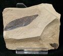 Zelkova (Keaki Tree Leaf) - Green River Formation #16508-1